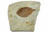 Fossil Leaf - Montana #377928-1